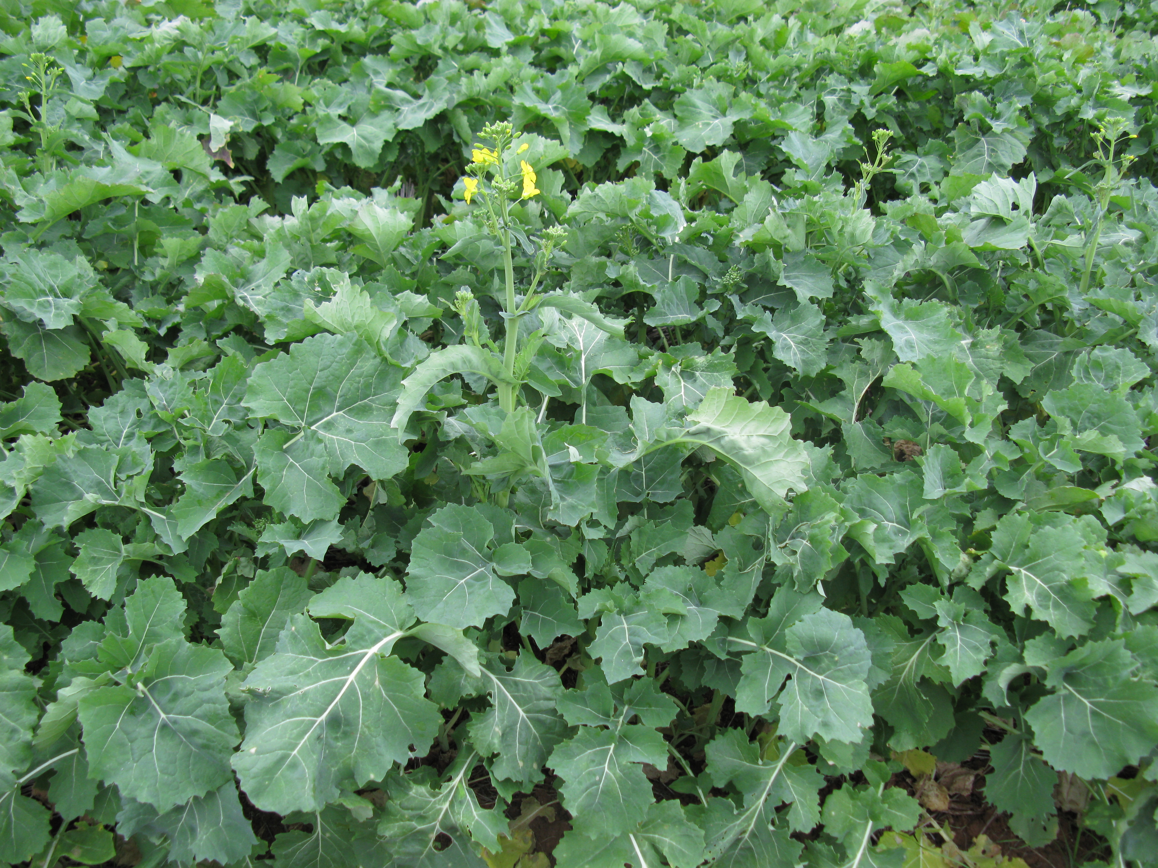 2.1c Forage rape