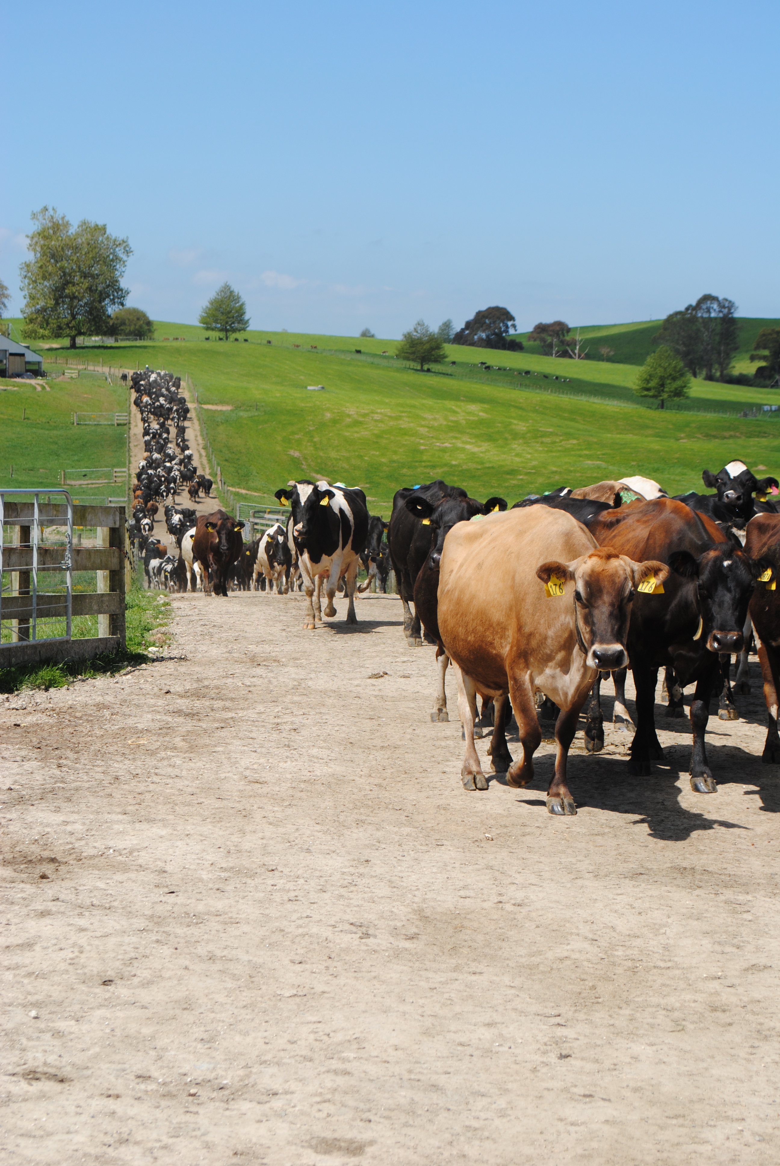 2.1d NZ cows coming in for milking