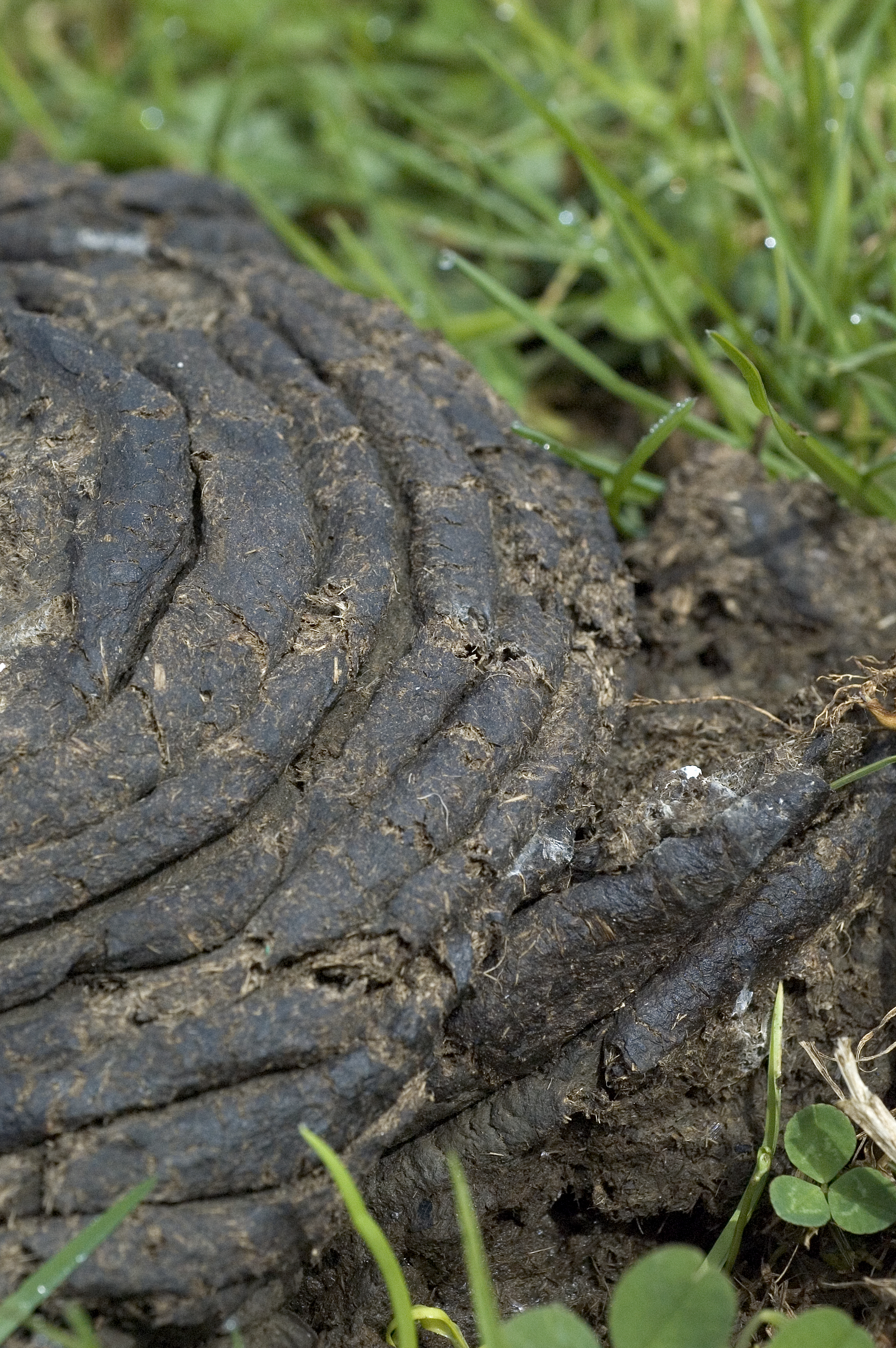 2.1f cowpat