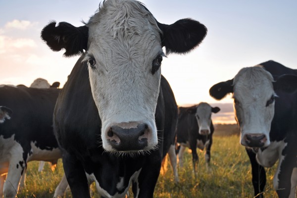New Zealand cattle