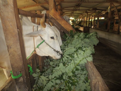 beef cattle