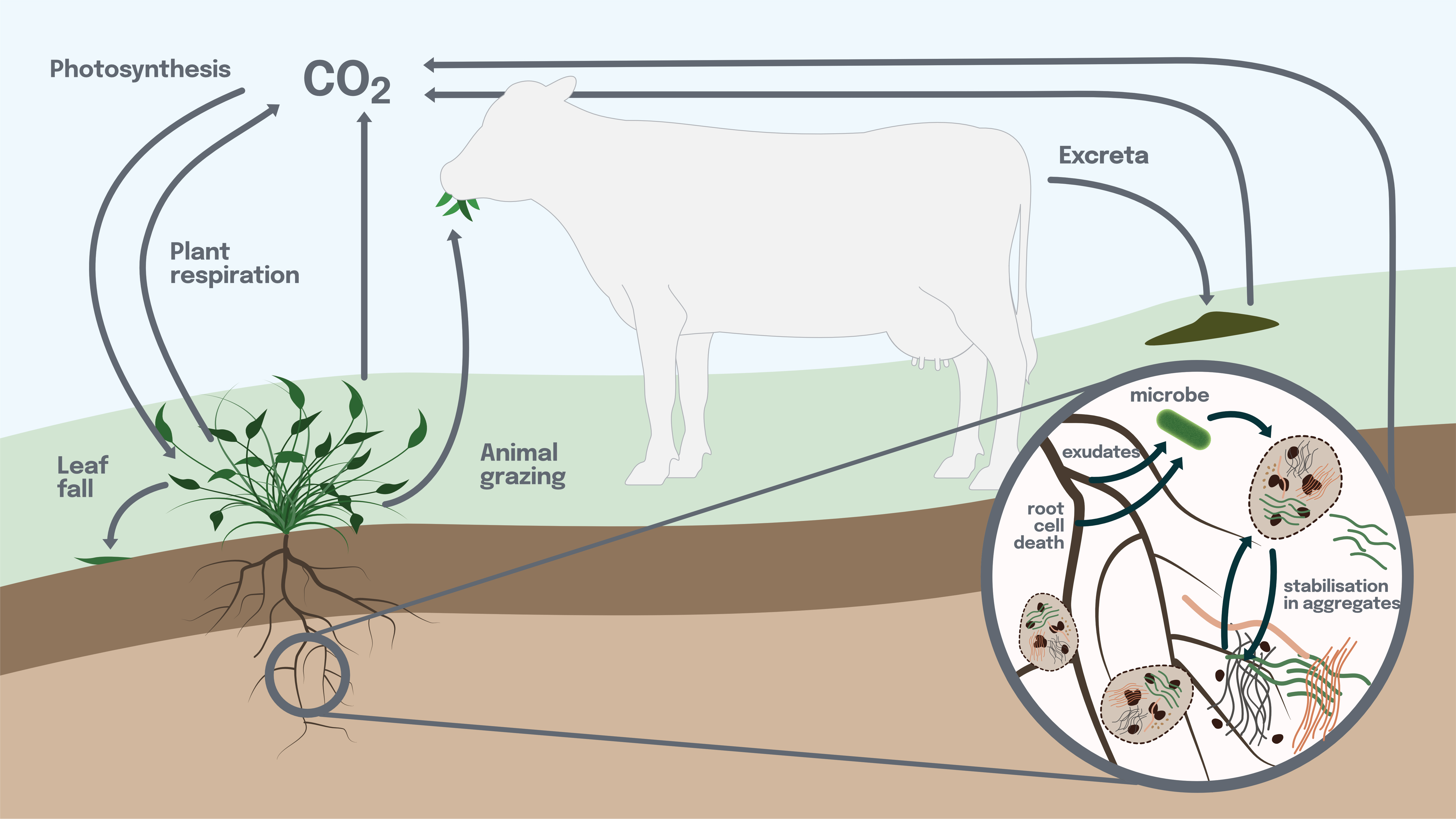 Soil C Diagram