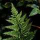 Fern v2